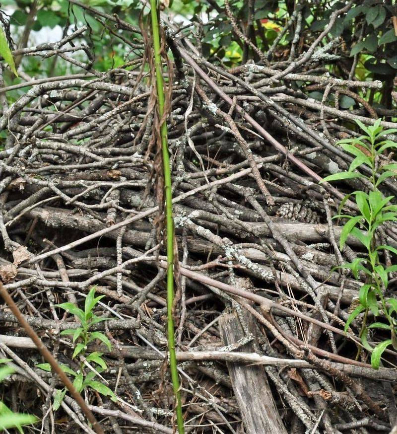 Balance wildlife cover with household safety