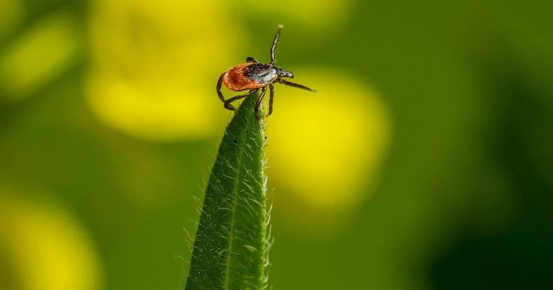 Use proven measures to reduce tick exposure Use proven measures to reduce tick exposure