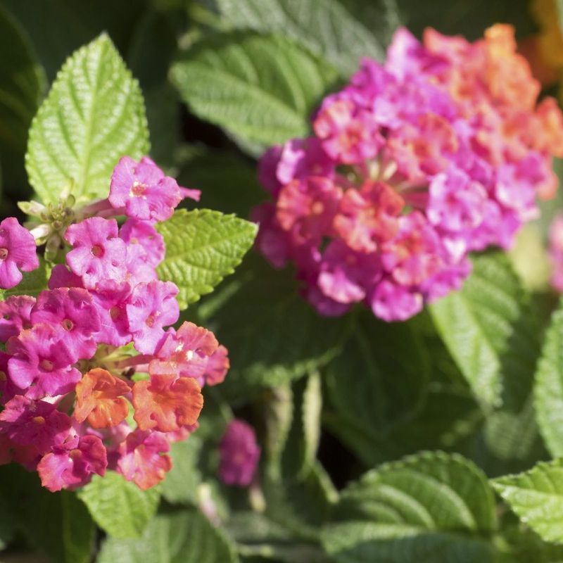 Use pruning and fertilizer to support new growth