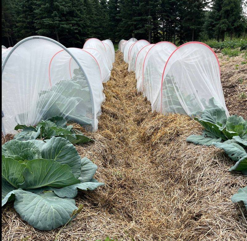 Use restraint when grasshoppers or pesticides become the issue Use restraint when grasshoppers or pesticides become the issue