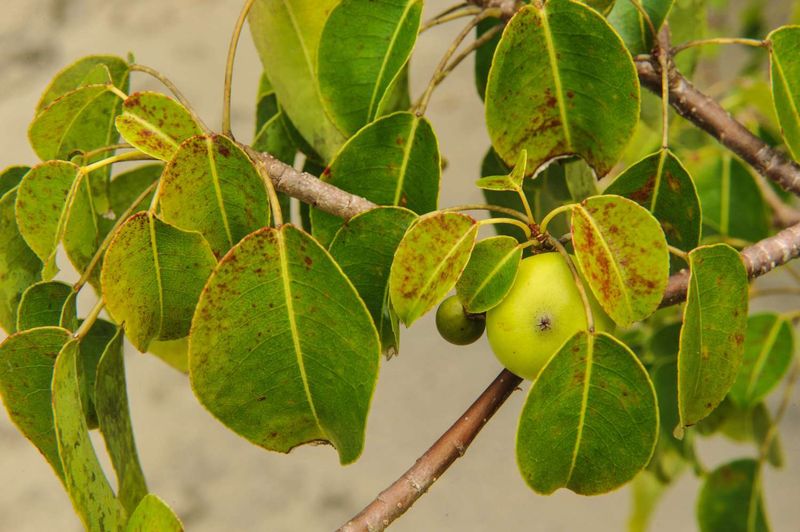 Use several clues to recognize the plant without touching it Use several clues to recognize the plant without touching it