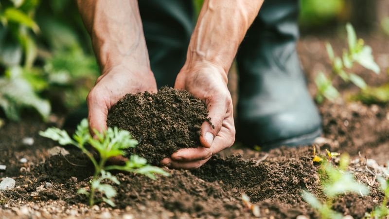 Use soil testing to guide the next decision Use soil testing to guide the next decision