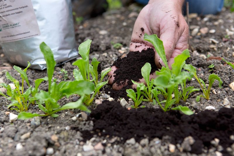 Use spent coffee grounds sparingly around cucumbers Use spent coffee grounds sparingly around cucumbers