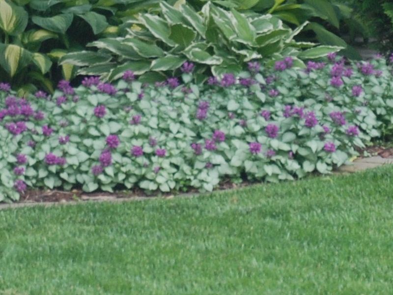 Use spotted deadnettle to reduce, not erase, the weed cycle Use spotted deadnettle to reduce, not erase, the weed cycle