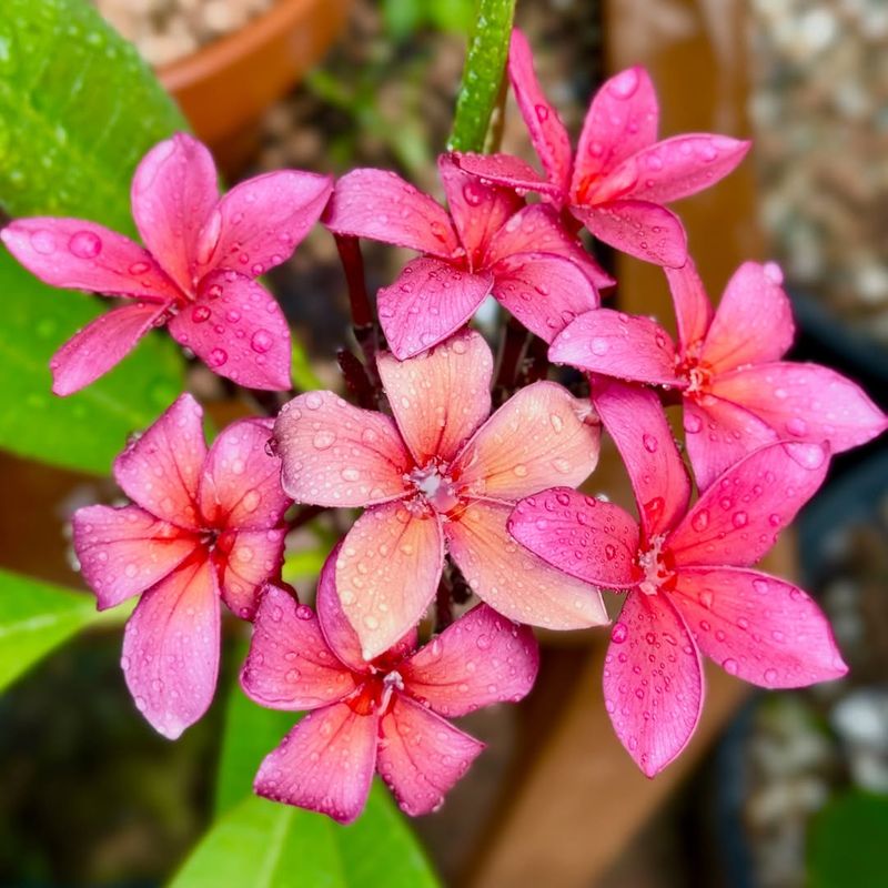 Use the Texas formula to encourage summer blooms Use the Texas formula to encourage summer blooms