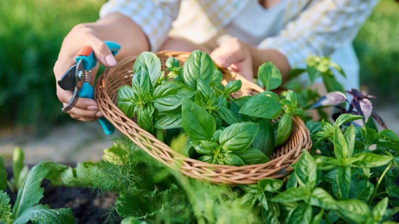 Use the harvest cut to buy more leafy time Use the harvest cut to buy more leafy time