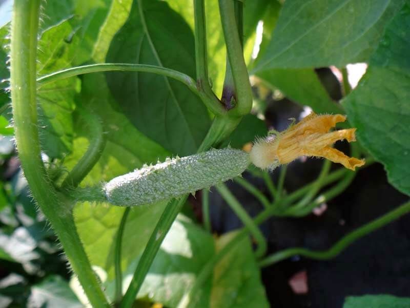 Use the next female flower as a cautious test