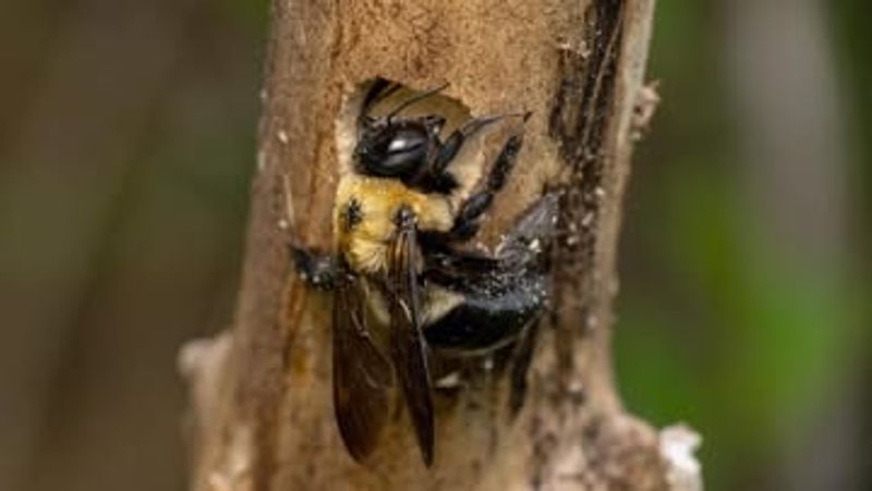 Use the wood and the risk—not the mere sight of a bee—to choose the fix