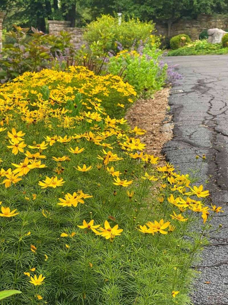 Use this perennial when your yard offers the right conditions