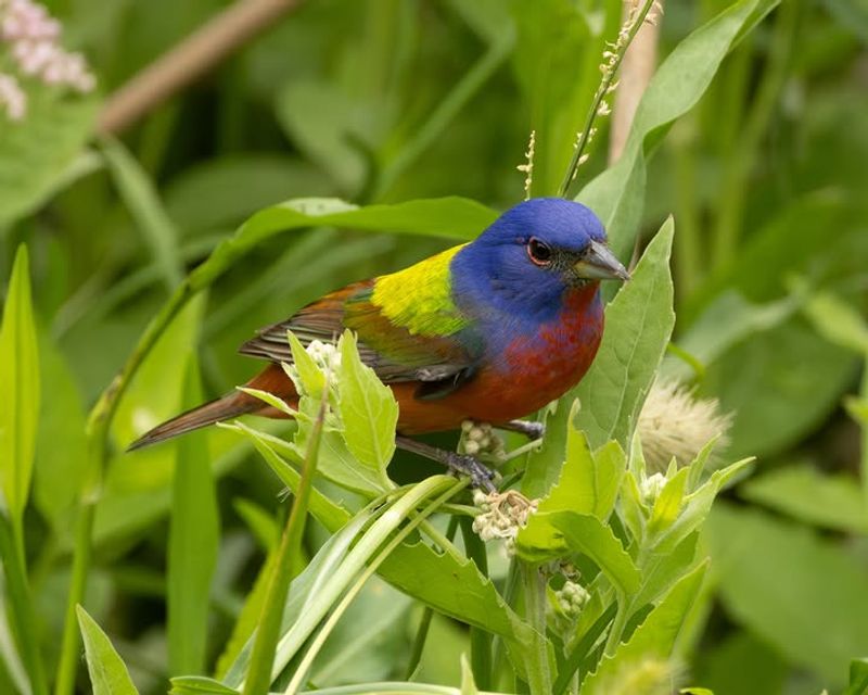 Judge the project by habitat quality, not a guaranteed sighting