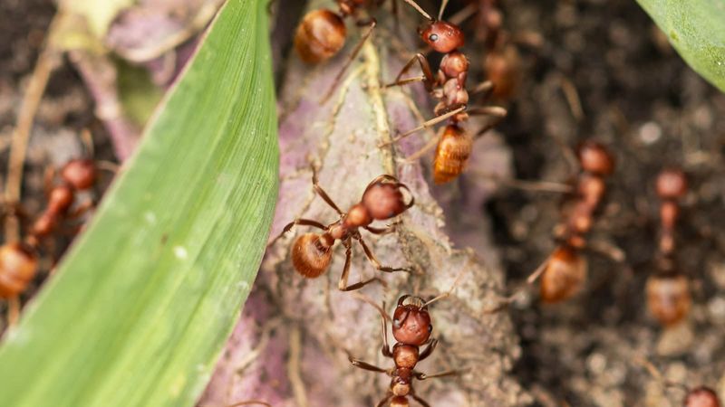 Use water, pruning, and ant management before insecticide Use water, pruning, and ant management before insecticide