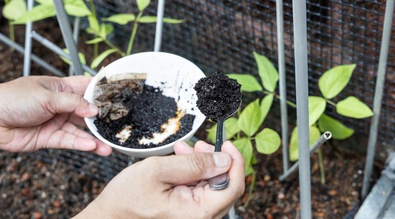 Used Coffee Grounds