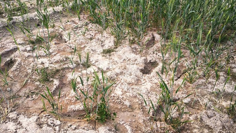 Overapplying and Building Up Soil Salts
