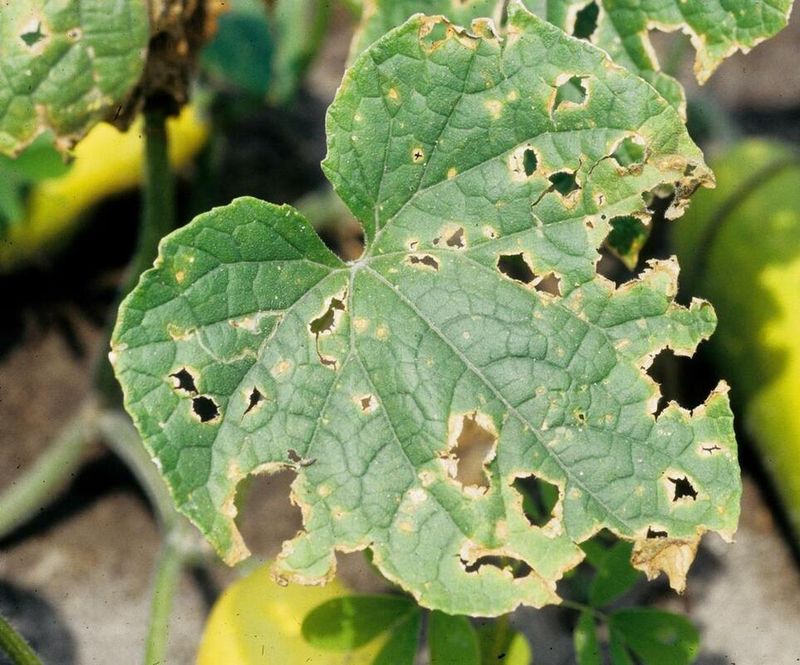 Variety, pests, and disease may change the diagnosis Variety, pests, and disease may change the diagnosis