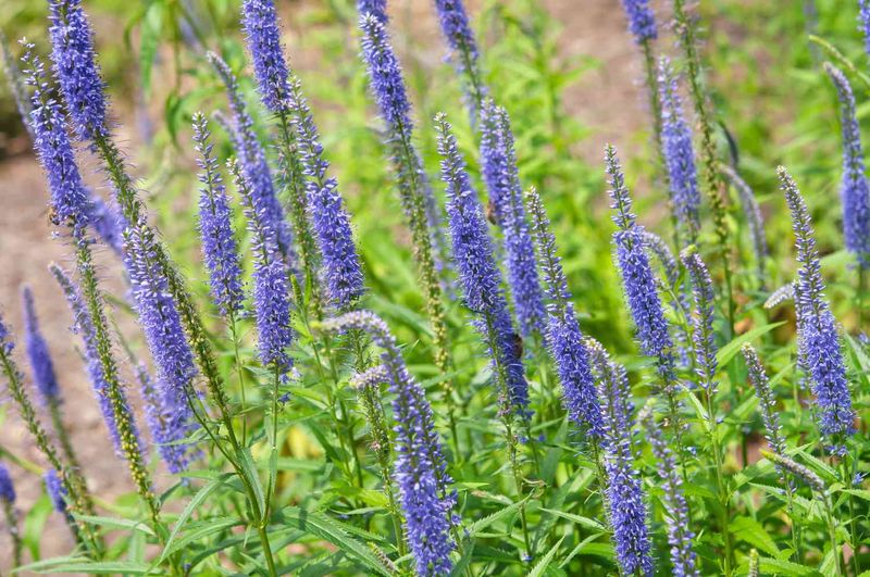 Veronica (Speedwell) Veronica (Speedwell)