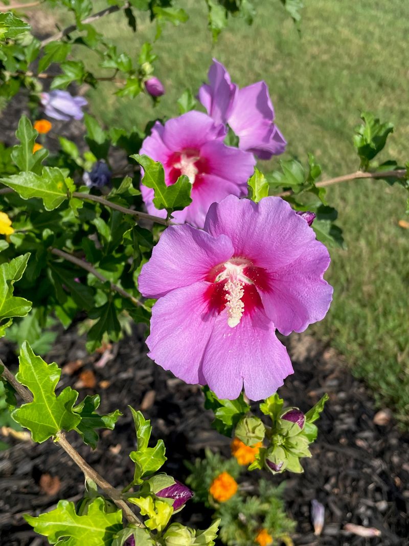 Bigleaf Rose of Sharon (Hibiscus syriacus)