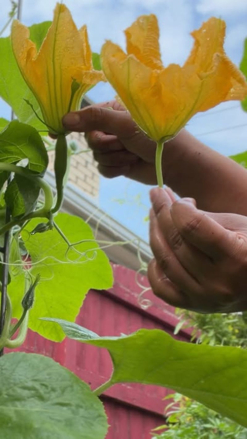 Vigorous vines do not prove that fruit set failed at the flowers Vigorous vines do not prove that fruit set failed at the flowers