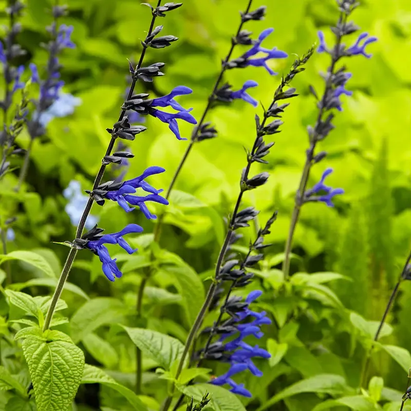 Salvia