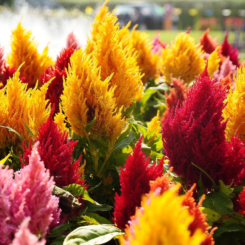 Celosia