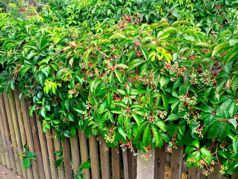 Virginia Creeper Virginia Creeper