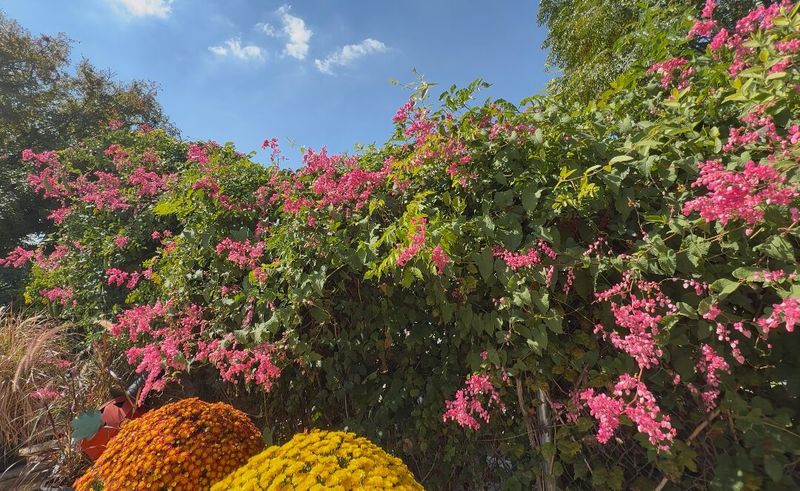 Coral Vine / Queen's Wreath (Antigonon leptopus)