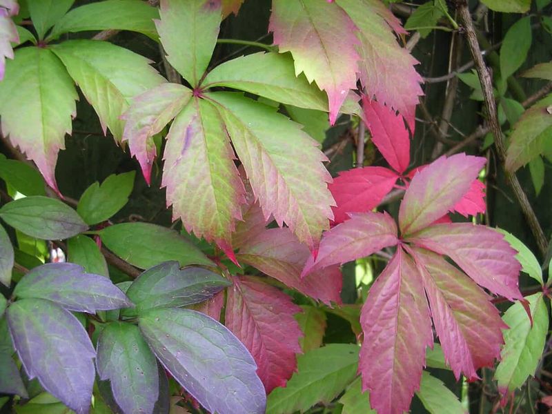 Virginia Creeper on Masonry or Block Walls