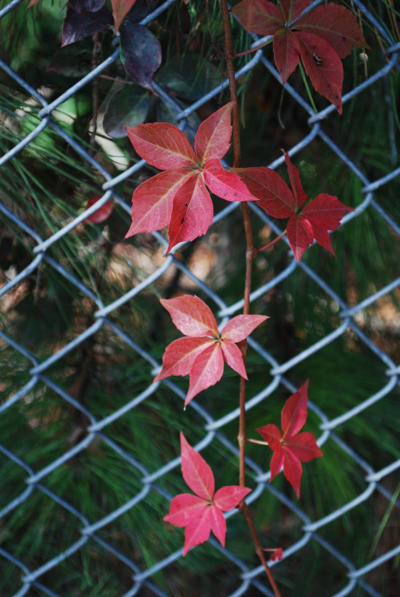Virginia Creeper