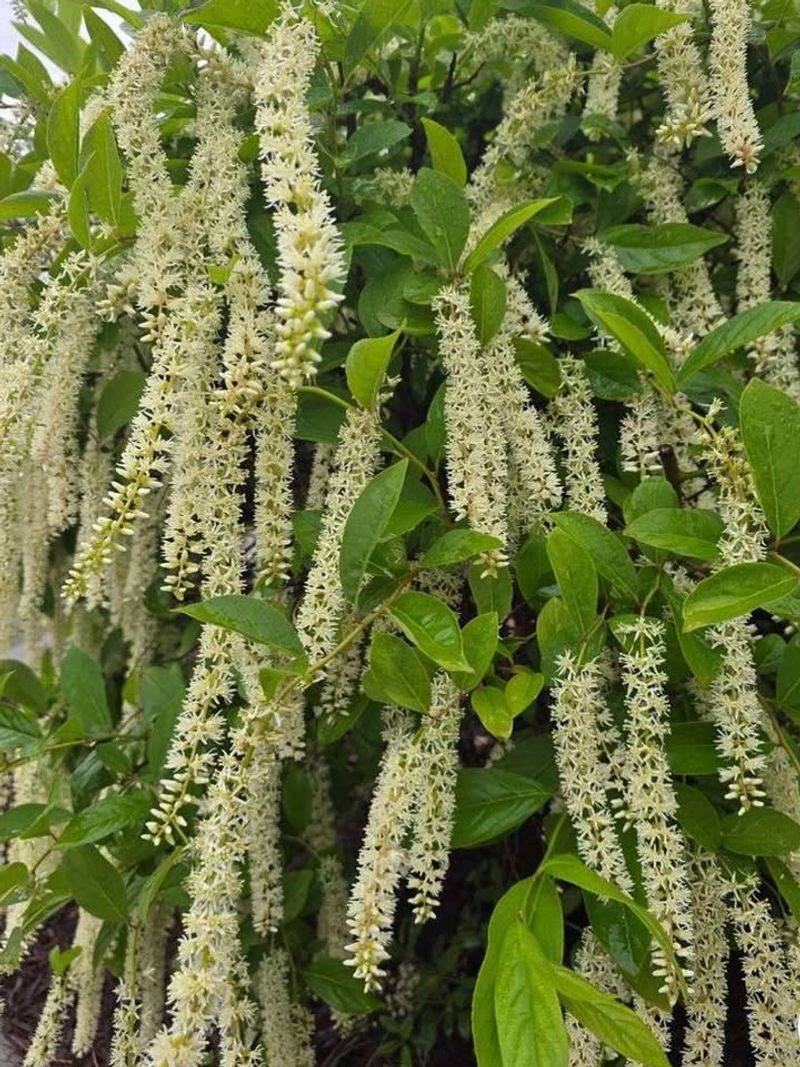 Virginia Sweetspire (Itea virginica)