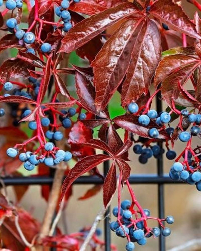 Virginia creeper is the overlooked answer