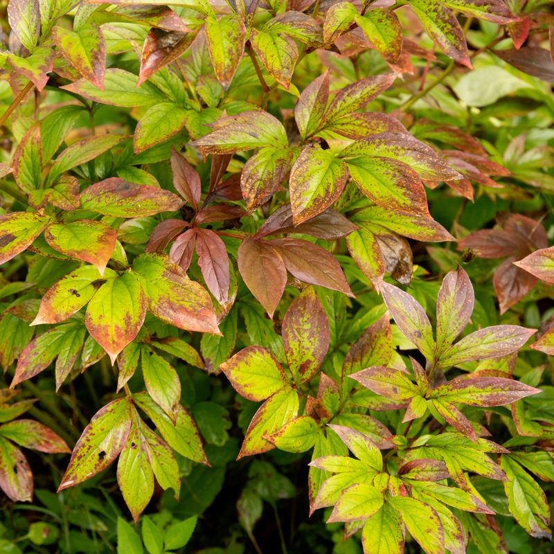 Remove diseased foliage when sanitation requires it