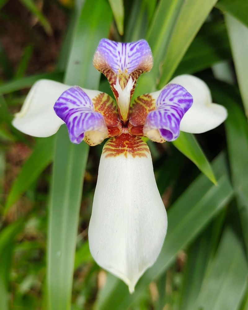 Walking Iris