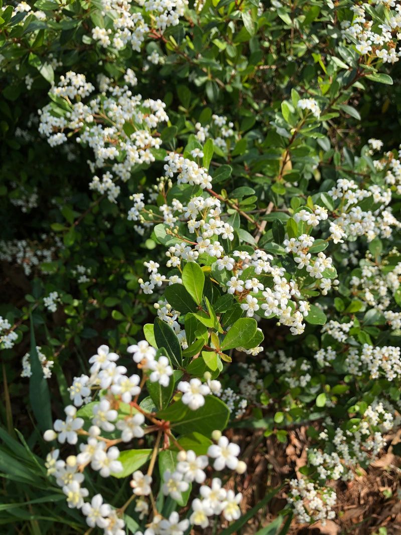 Walter's Viburnum Walter's Viburnum