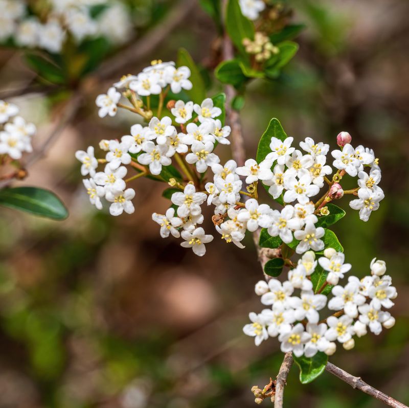 Walter's Viburnum