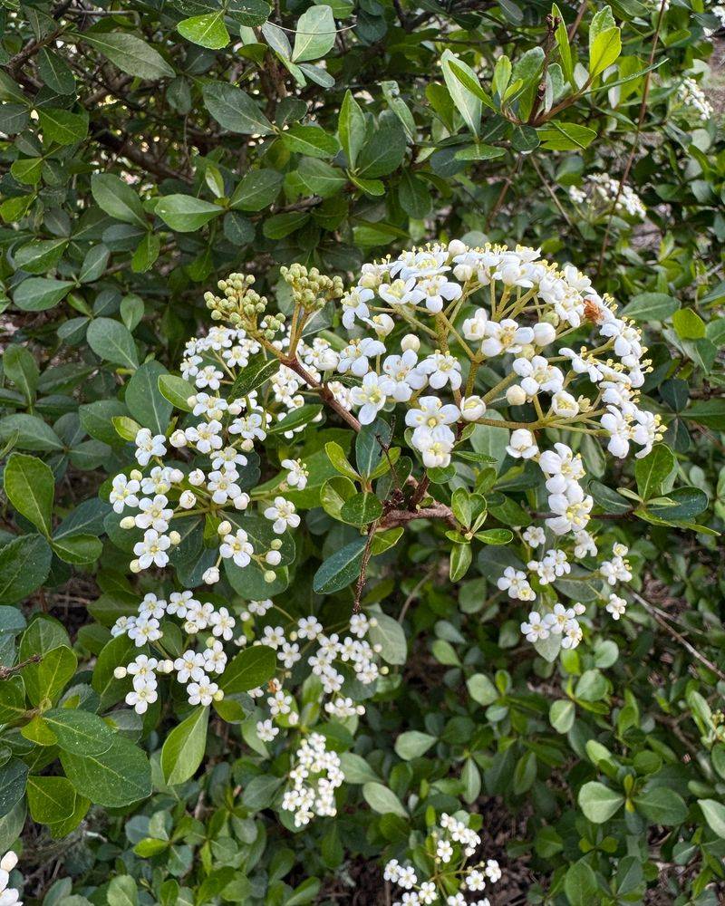 Walter's viburnum
