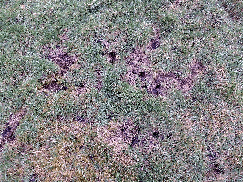 Watch a suspected burrow before closing it Watch a suspected burrow before closing it