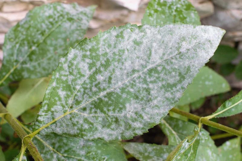 Catch Common Diseases Before They Spread