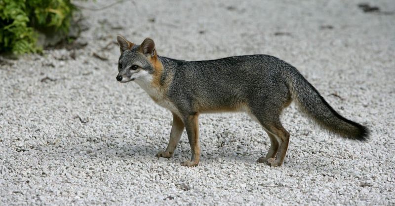 Watch the fox without turning a sighting into a conflict Watch the fox without turning a sighting into a conflict