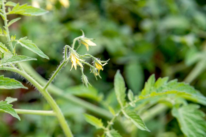 Watch the next flowers without expecting a guarantee
