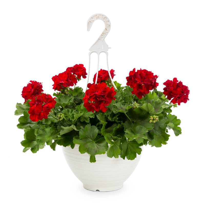 Give Container Geraniums Extra Feeding