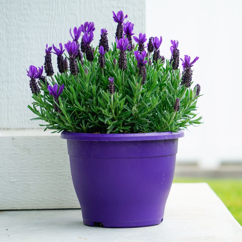 Choose a Variety Bred for Pots