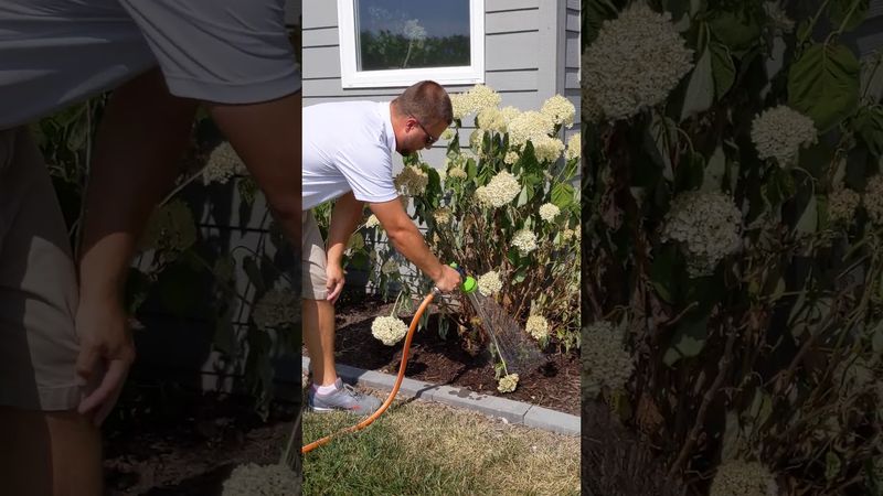 Water Slowly, Then Confirm the Soil Can Drain Water Slowly, Then Confirm the Soil Can Drain