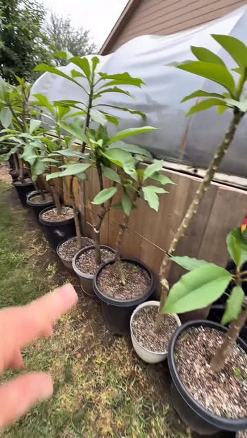 Water by the pot’s condition, not the calendar Water by the pot’s condition, not the calendar