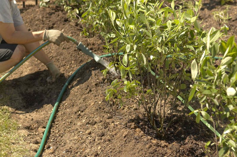 Water deeply while the roots establish Water deeply while the roots establish