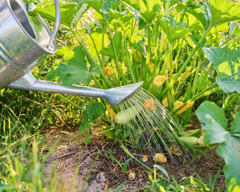 Water the soil while meeting zucchini’s needs