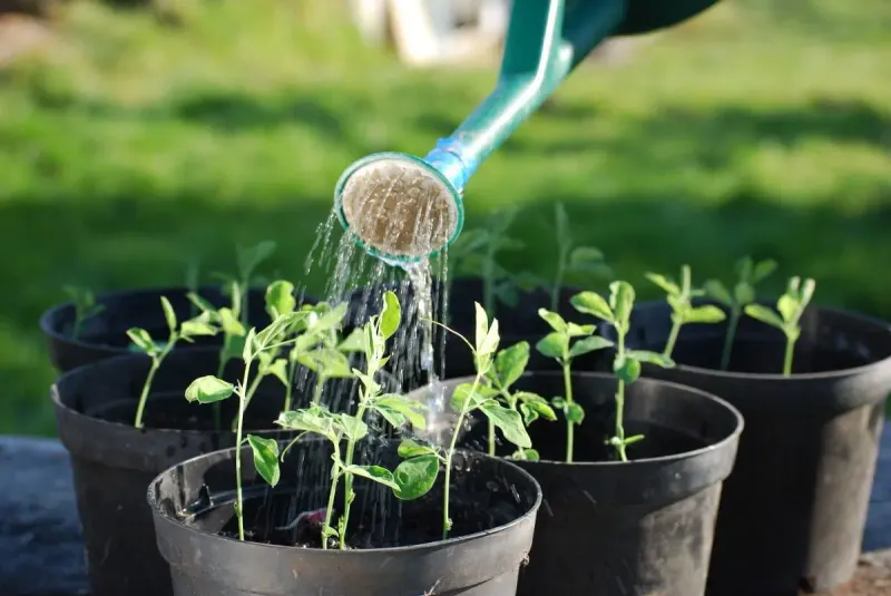 Water thoroughly, then protect the pot’s drainage