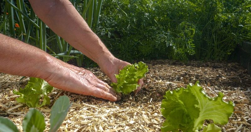Water, weed, and mulch during establishment Water, weed, and mulch during establishment