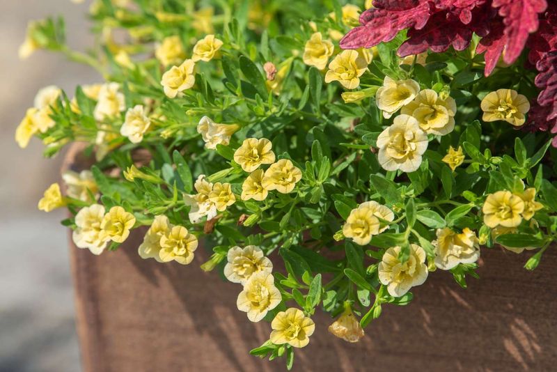 Feeding: The Fuel Behind Nonstop Blooms