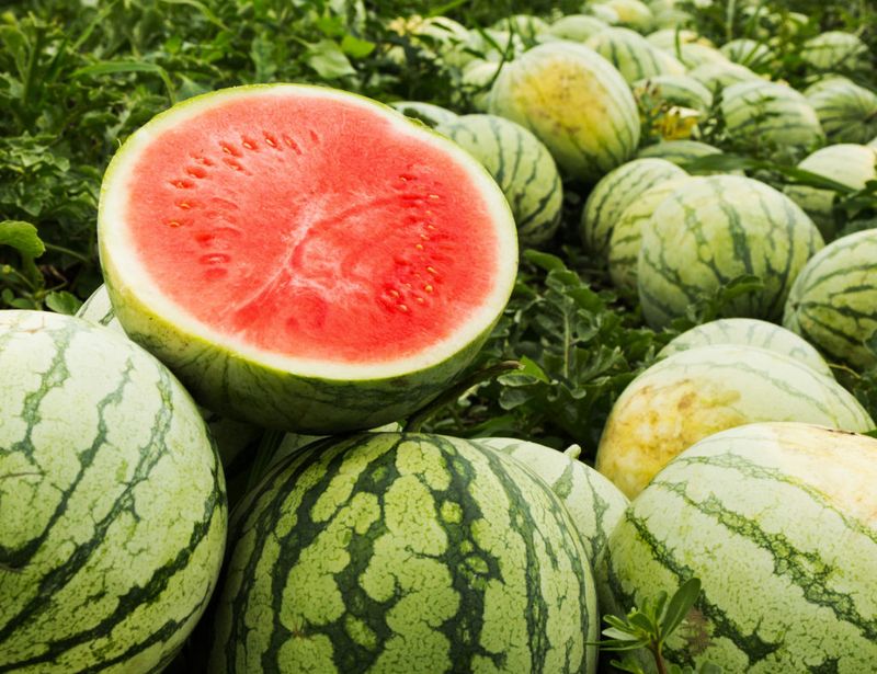 Watermelon Watermelon