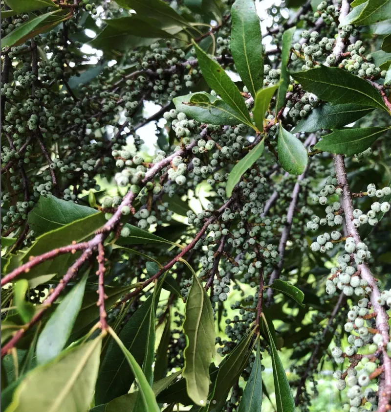 Wax Myrtle (Morella cerifera) Wax Myrtle (Morella cerifera)