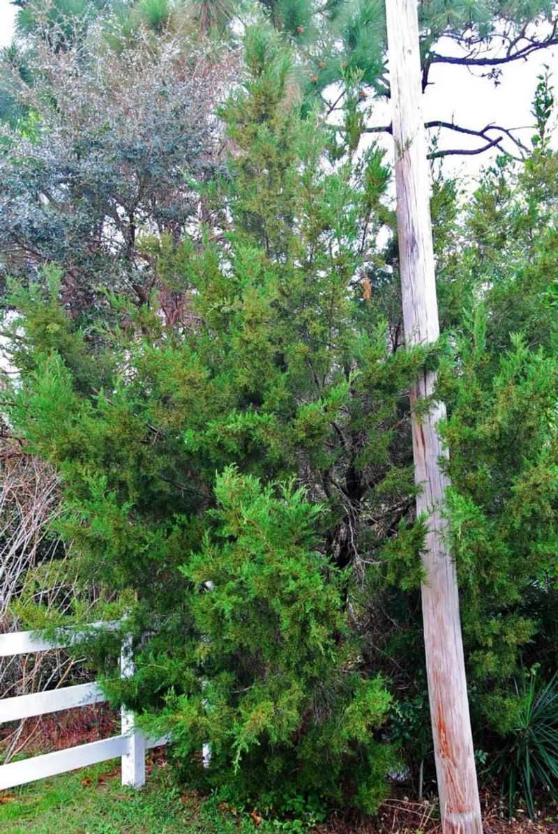 Southern Red Cedar (Juniperus virginiana var. silicicola)